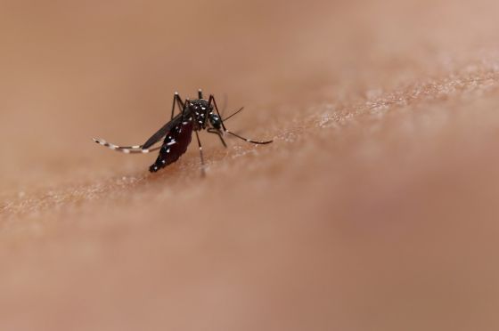 dengue
