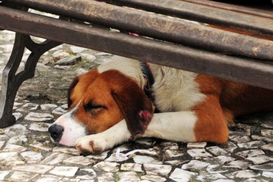 CÃO, CACHORRO