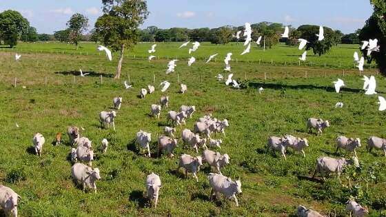 MT-Sustentavel-pantanal-mato-grosso-pecuaria-gado.jpg
