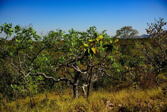 CERRADO MT.jpg