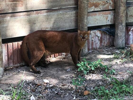 GATO DO MATO.jpg