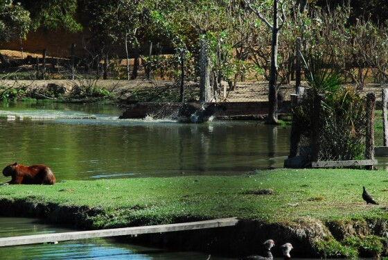 ZOOLOGICO DA UFMT.jpg
