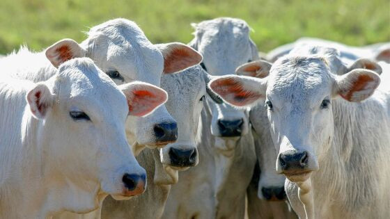 fatores-que-impactam-preco-da-carne-bovina-78aa7b.jpg