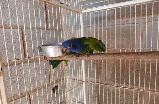 AVES SILVESTRES - MT.jpg