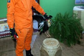 Bombeiros resgatam jiboia e ave em situação de risco em Poconé e Lucas