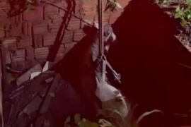 Cavalo é resgatado pelos bombeiros após cair em poço de casa 