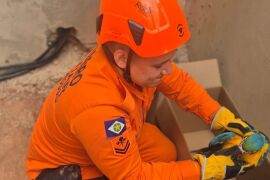 Bombeiros realizam captura de arara-canindé e ouriço-cacheiro em área urbana