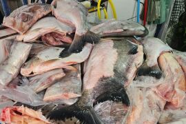 Quase meia tonelada de pescado irregular é apreendida durante operação no Praeirinho