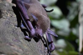 Pesquisa identifica vírus, fungos e bactérias em morcegos na região de transição 