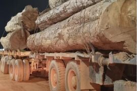 Polícia Civil apreende caminhão transportando 10 toras gigantes de madeira ilegal