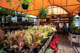 Festival de Flores e Orquídeas de Cuiabá acontece de 5 a 8 de março com entrada gratuita