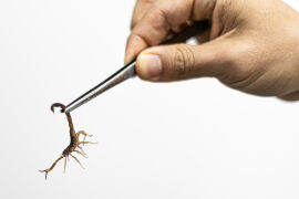 Acidentes com animais peçonhentos caem 63% em Cuiabá, aponta boletim da saúde