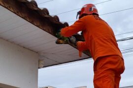 Bombeiros resgatam filhotes de papagaio presos em fios e jiboia ferida em MT