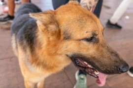 Feira de adoção de cães e gatos será realizada neste sábado no Parque Tia Nair